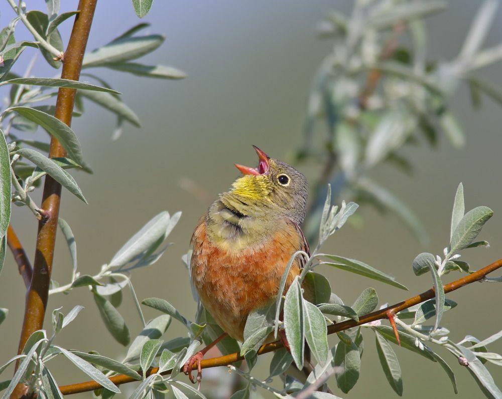 Emberiza hortulana.
