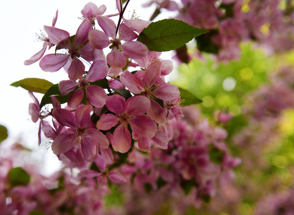 Spring