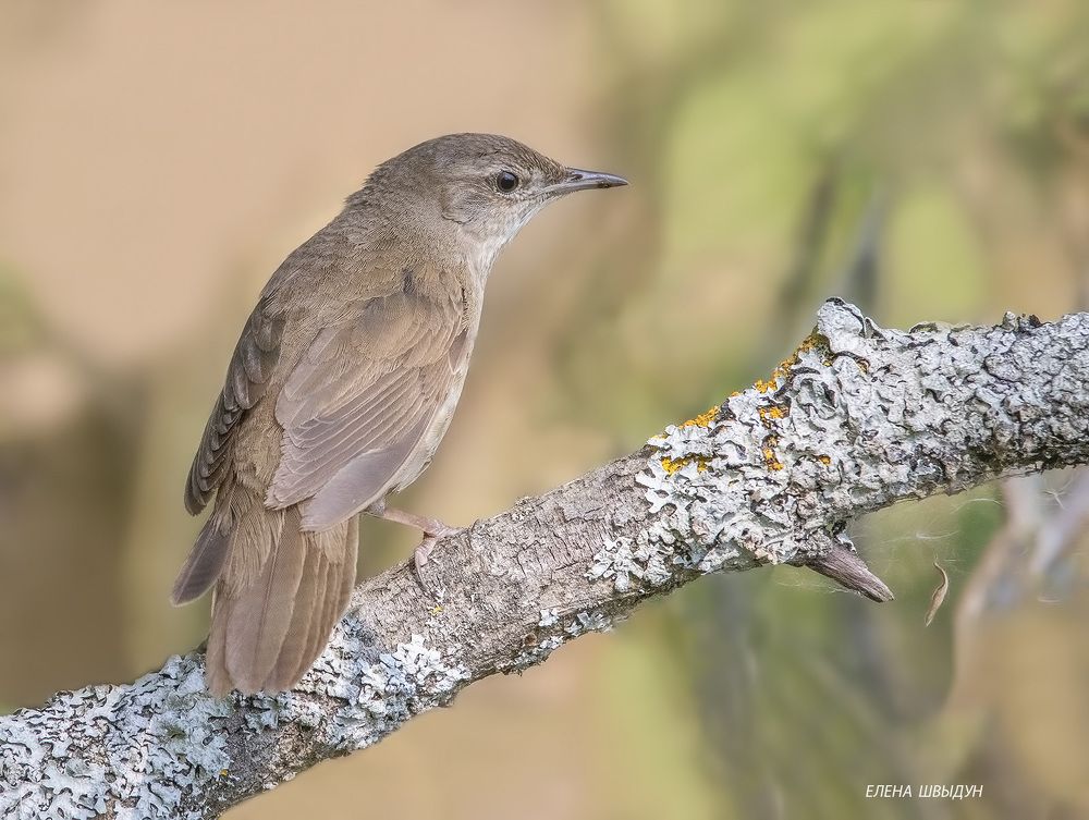 Savi's warbler