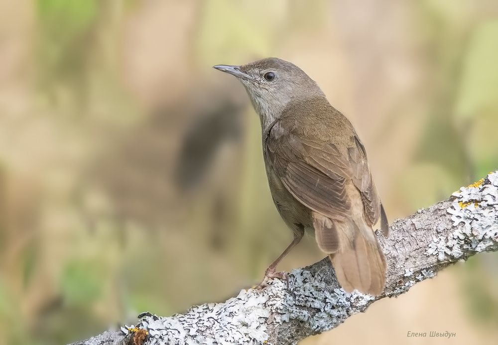 Savi's warbler