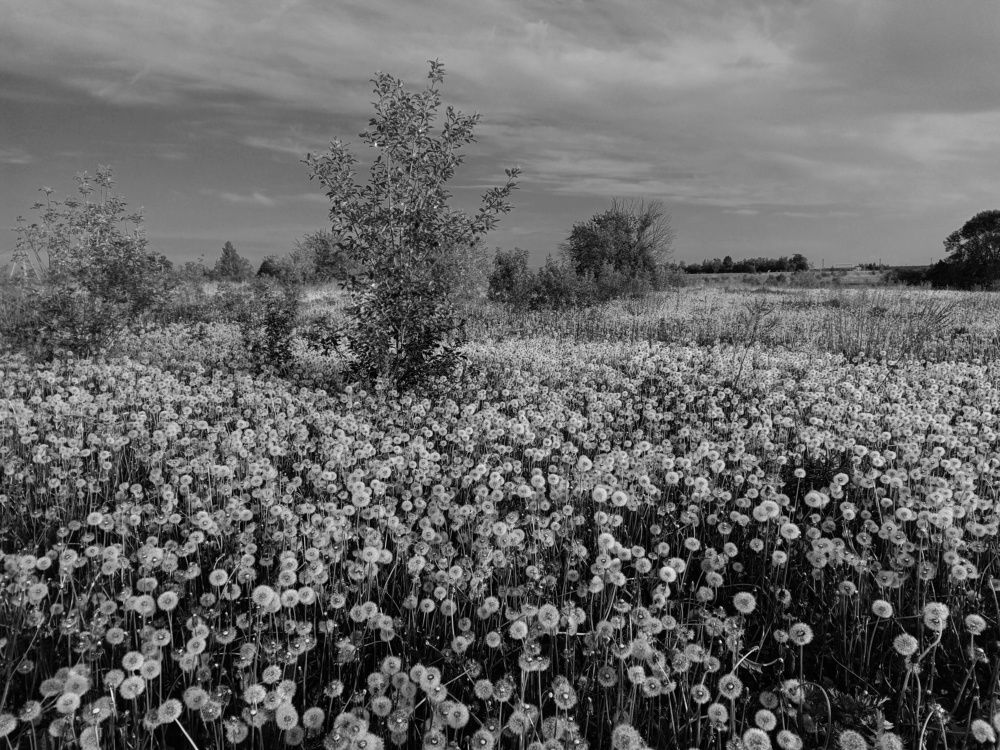 Photo 2423834