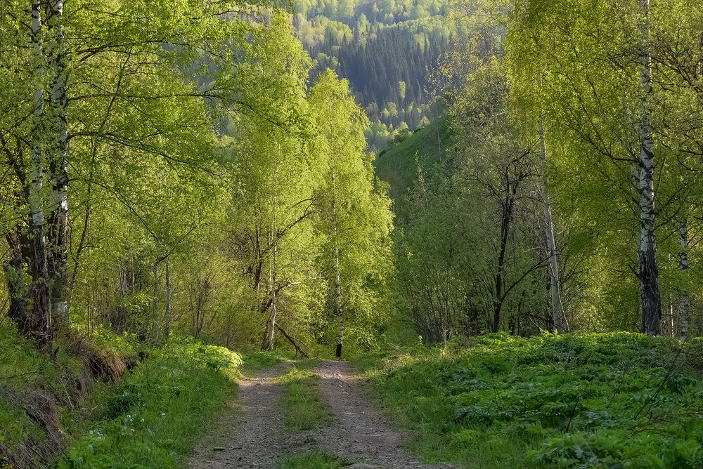 Дорога в лесу. Май