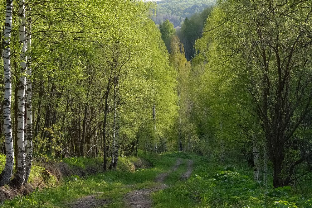 Дорога в лесу. Май