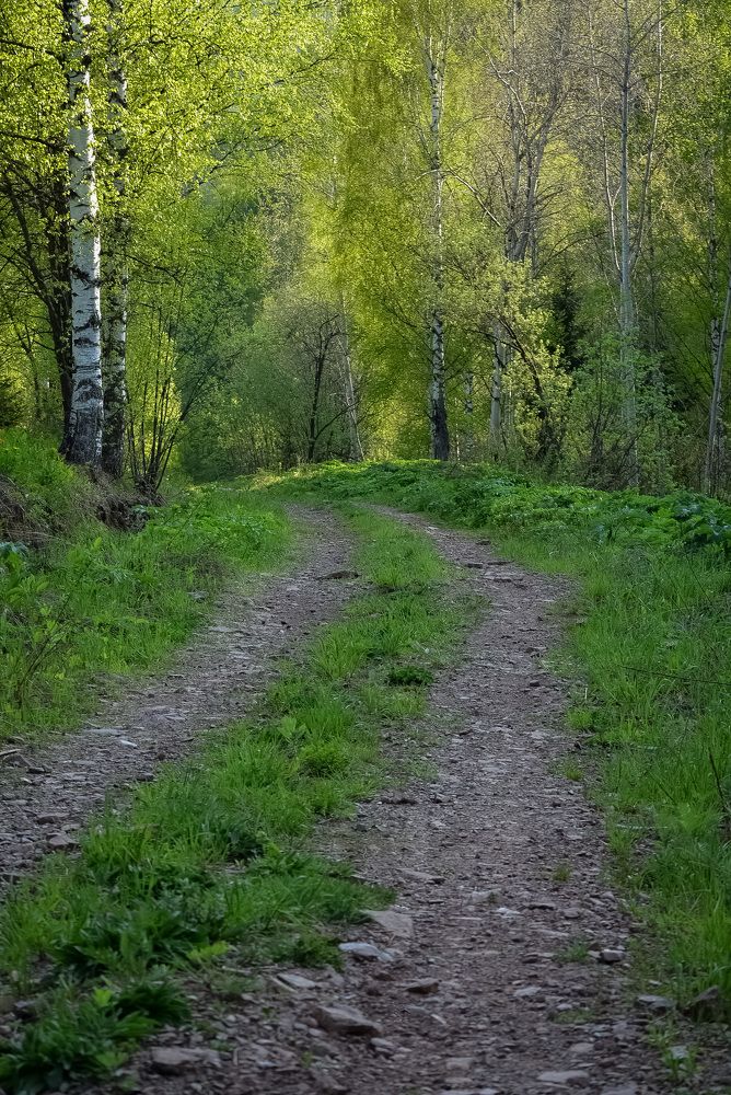 Дорога в лесу. Май