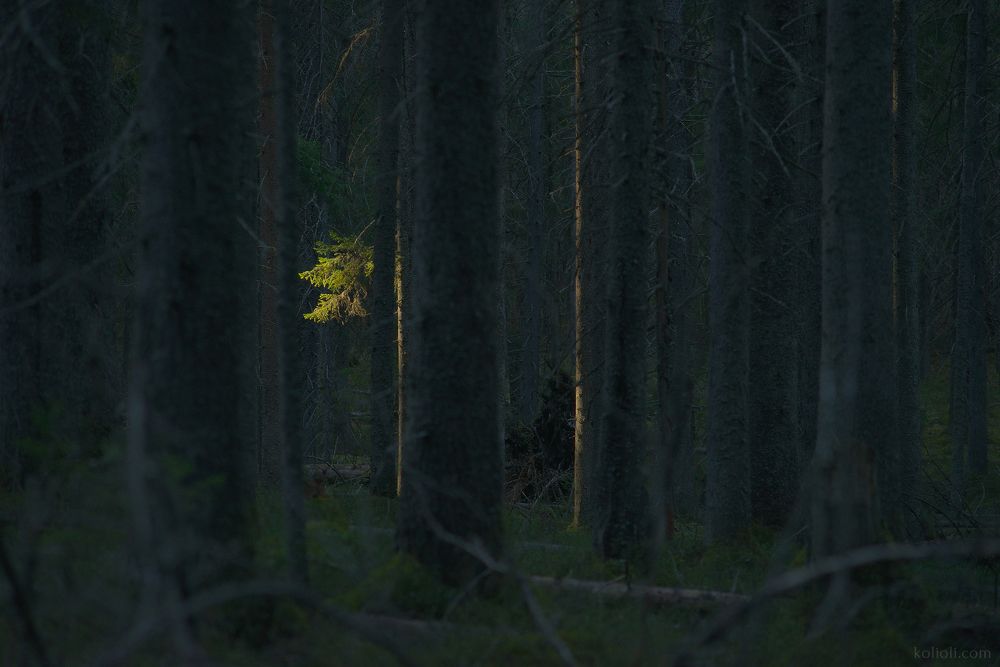 Вечерний лес
