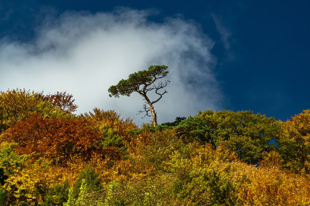 Осенний Крымский лес