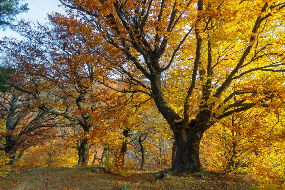 Осенний Крымский лес