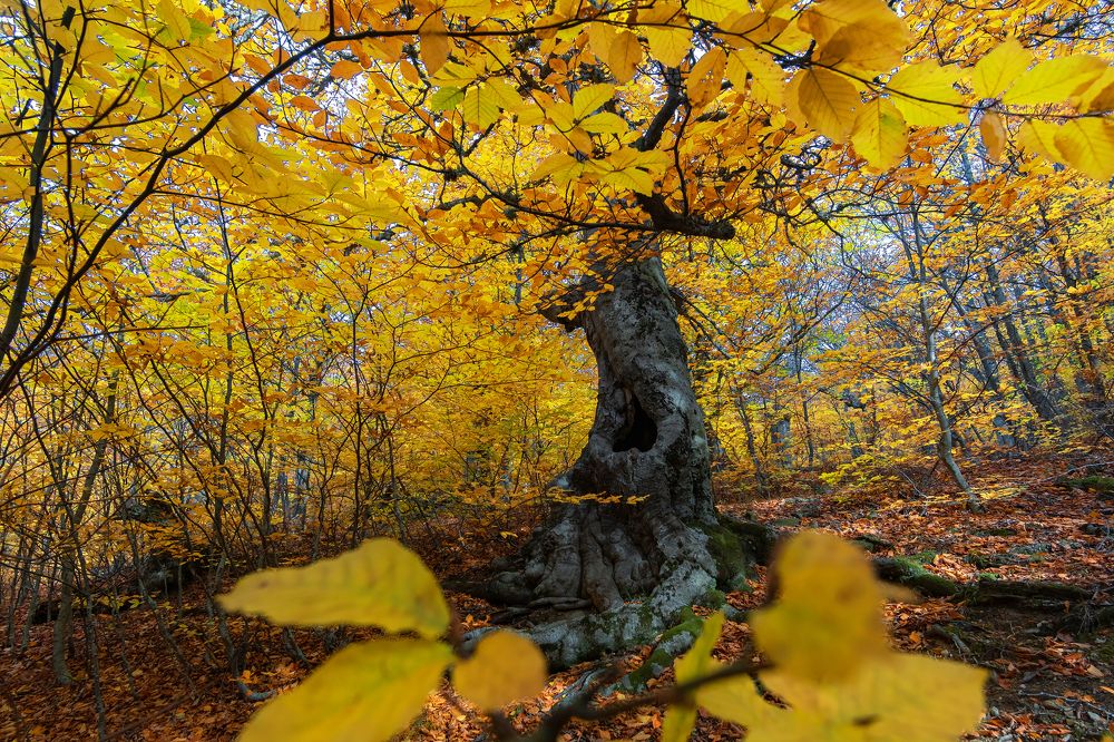 Осенний Крымский лес