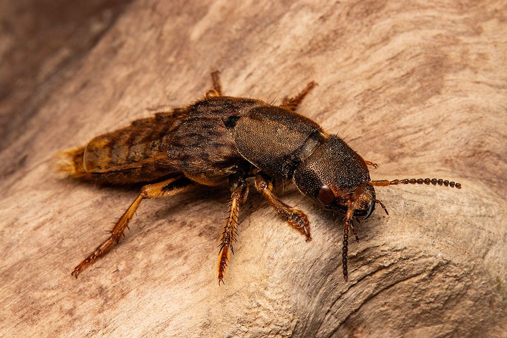 The Staphylinidae
