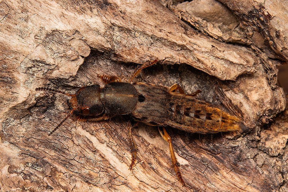 The Staphylinidae