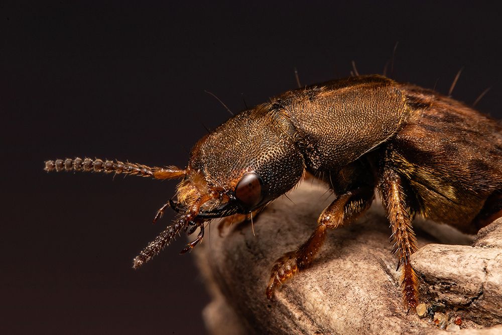 The Staphylinidae