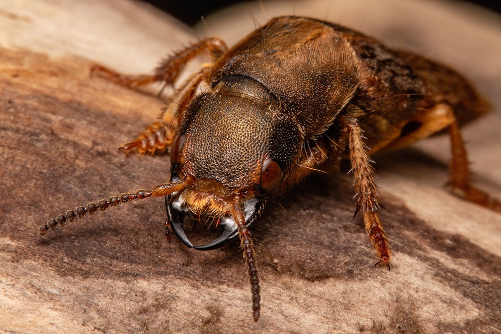 The Staphylinidae