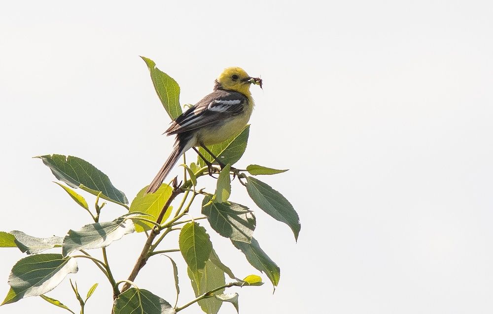Motacilla werae