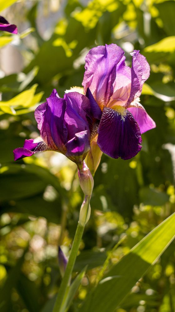 Photo 2426771