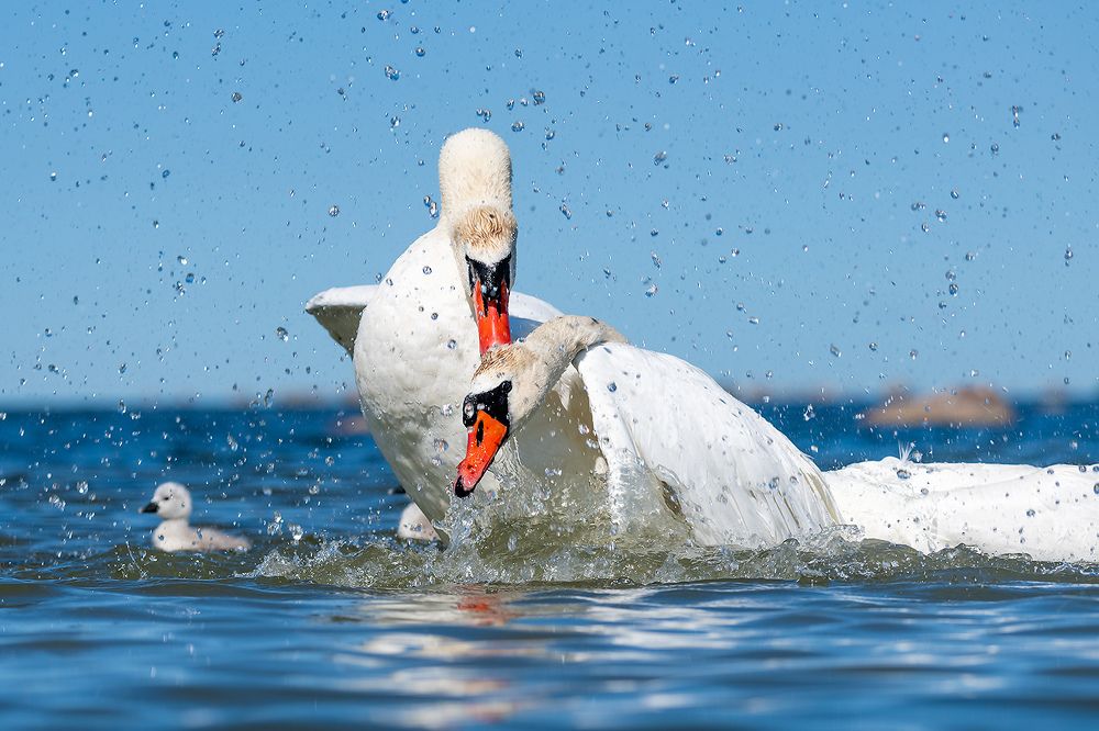 Соседские споры