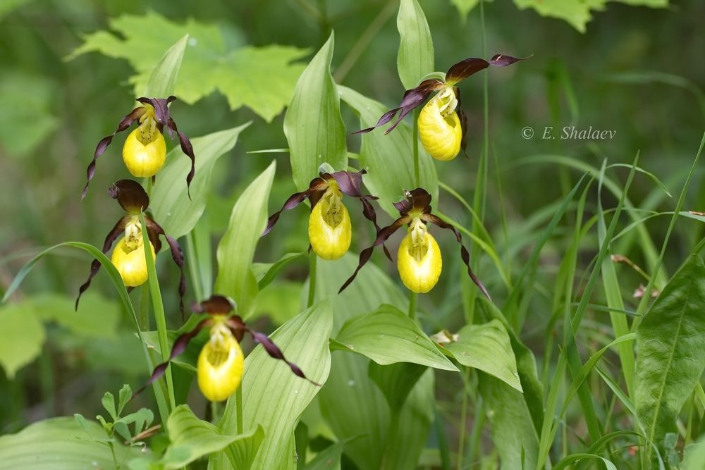 Венерин башмачок настоящий - Cypripedium calceolus