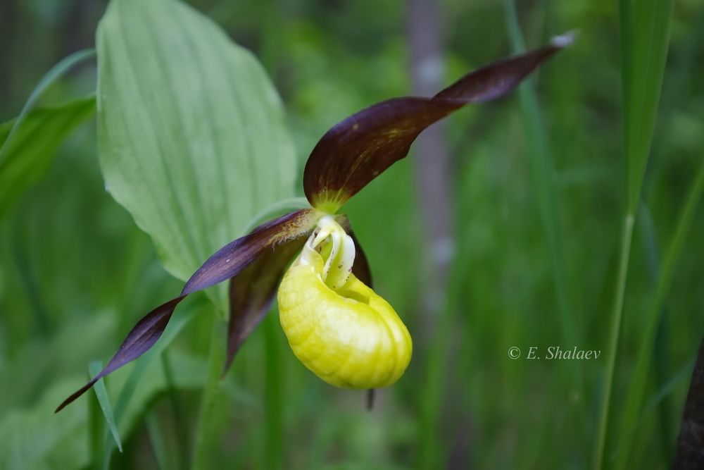Венерин башмачок настоящий - Cypripedium calceolus