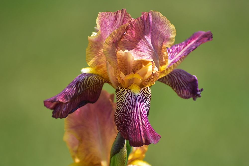 Photo 2428486