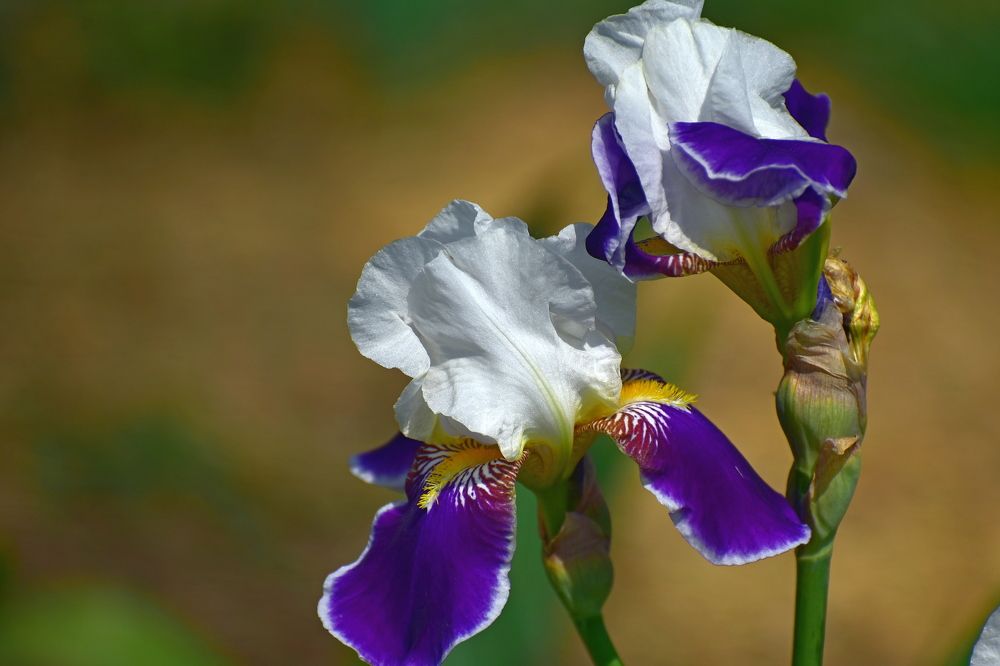 Photo 2428487