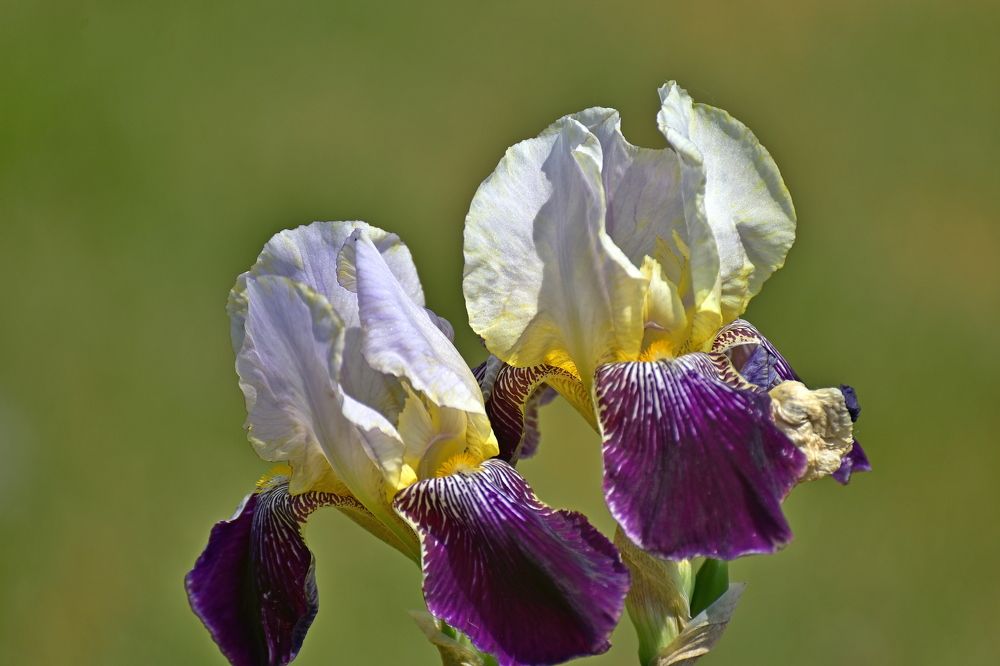 Photo 2428488