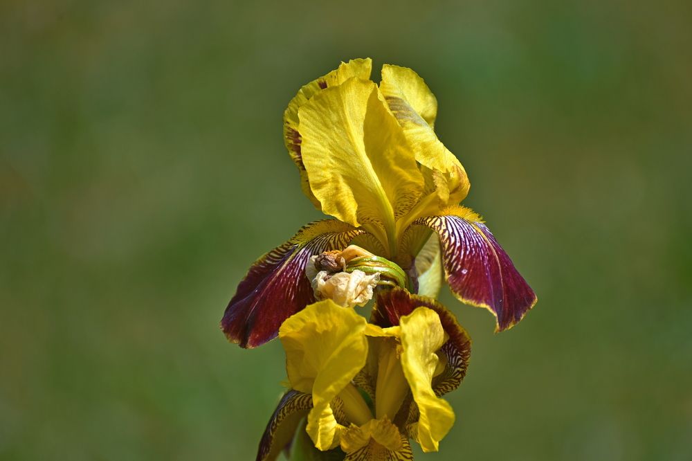 Photo 2428490