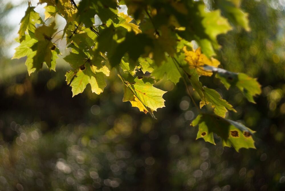 Photo 2429035