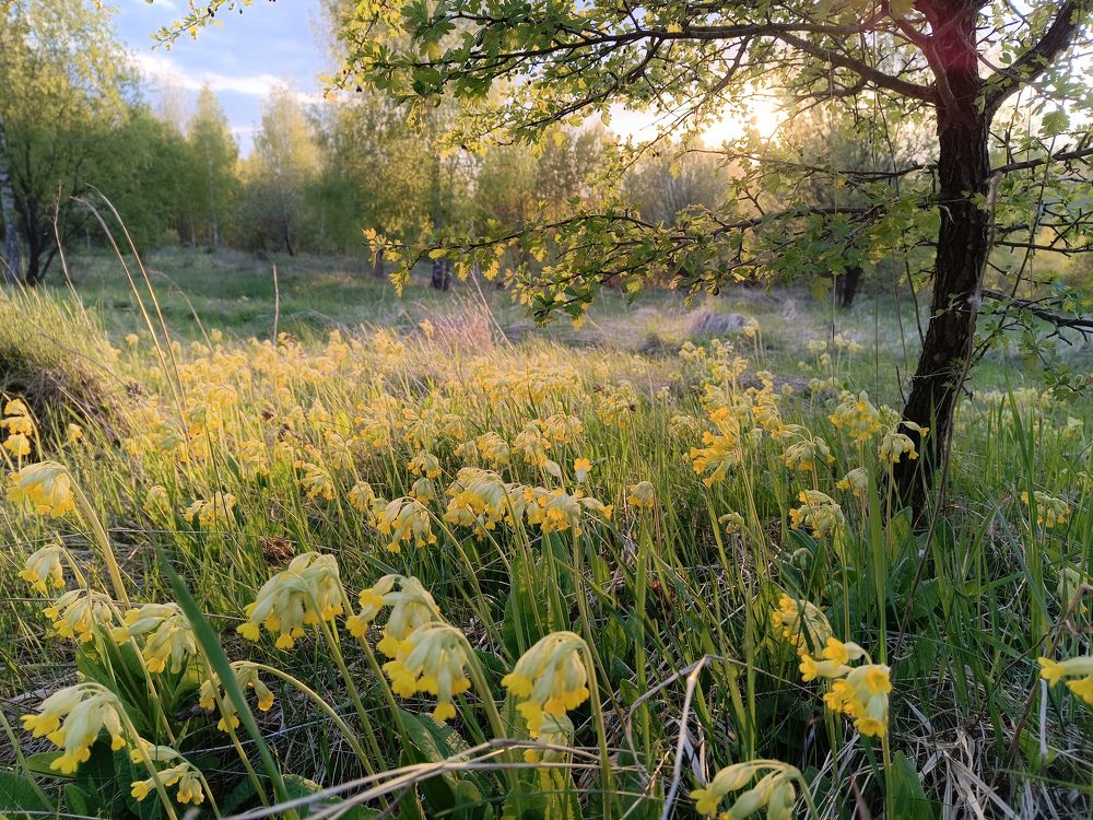 Photo 2429048