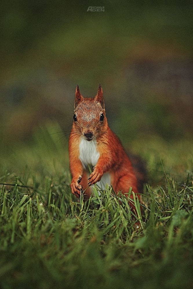 Photo 2429075