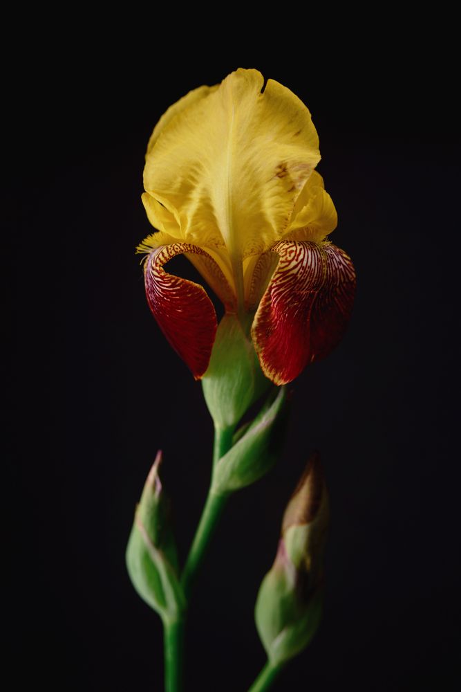 Iris