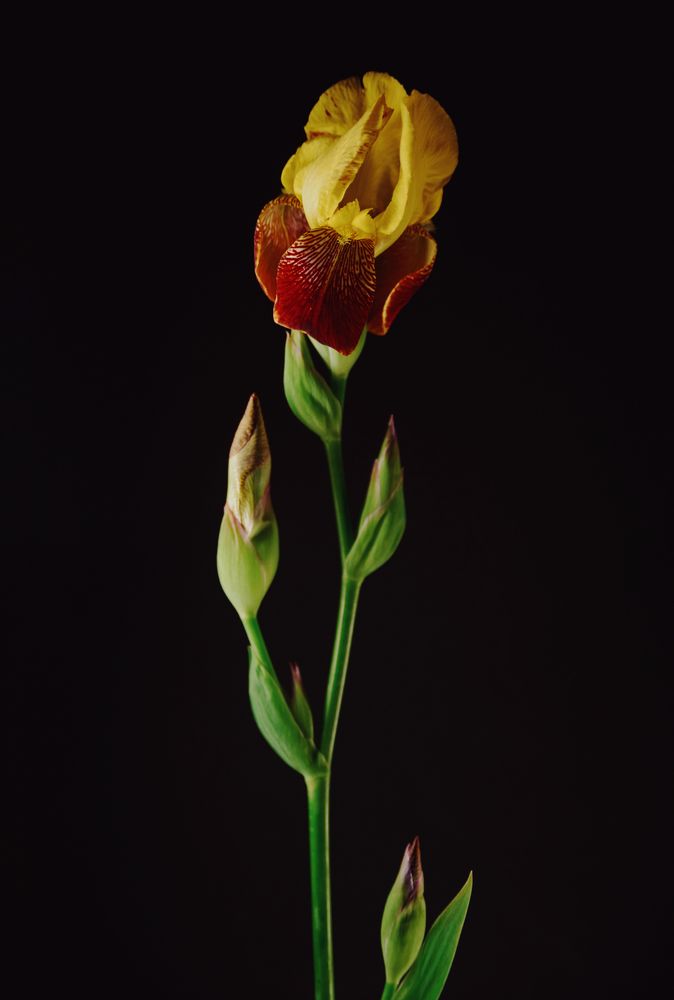 Iris