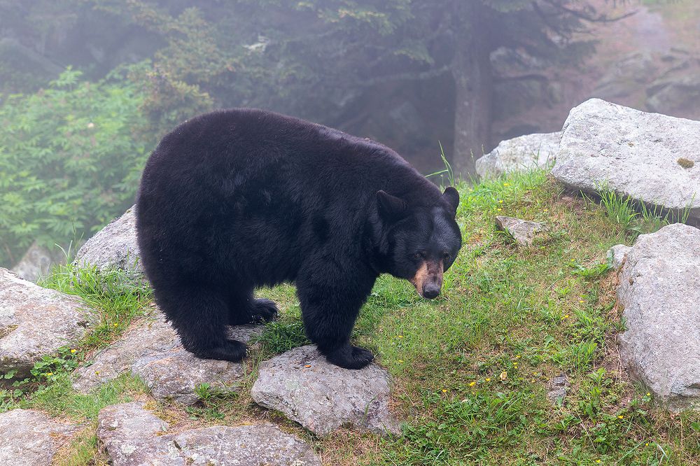 Photo 2429353