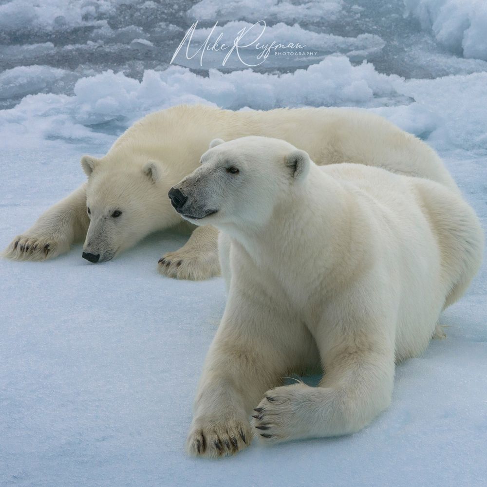 Svalbard-Spitsbergen. Summer in the Arctic Circle