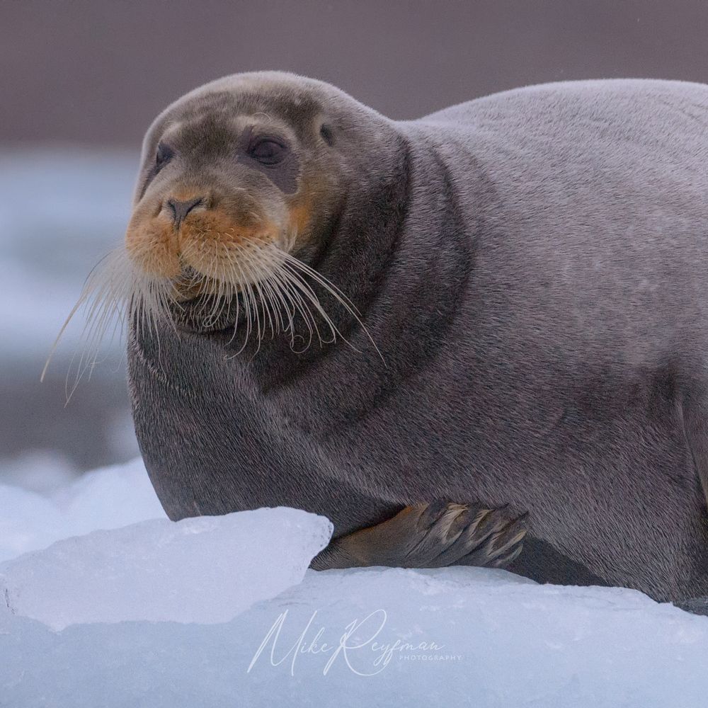 Svalbard-Spitsbergen. Summer in the Arctic Circle