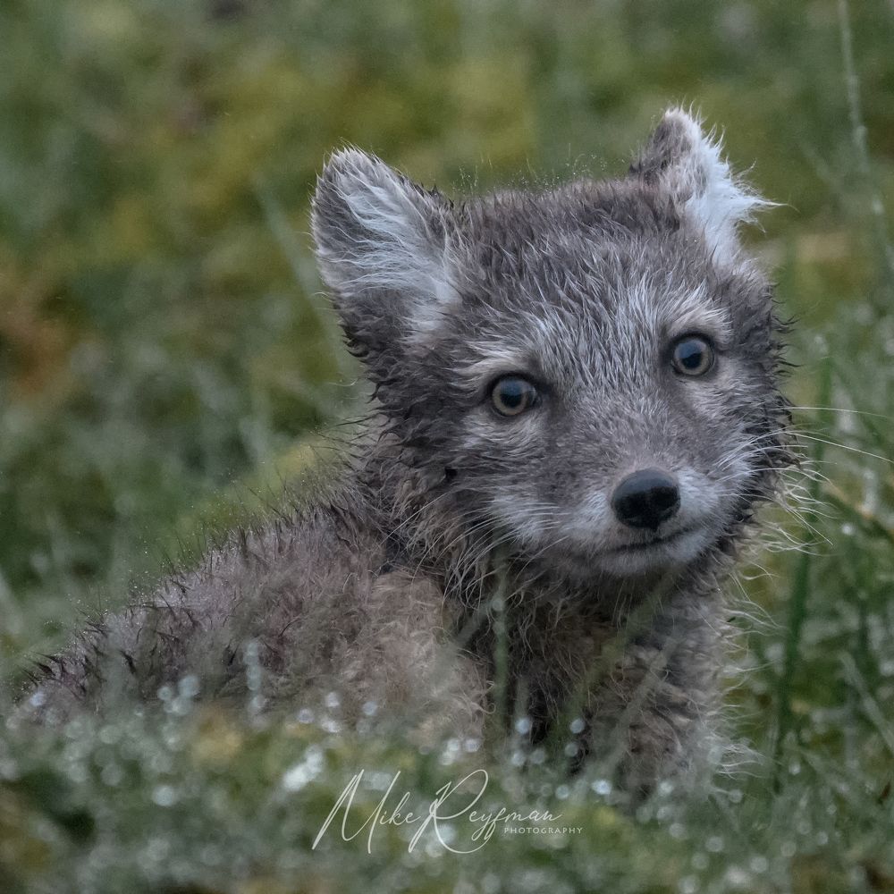 Svalbard-Spitsbergen. Summer in the Arctic Circle