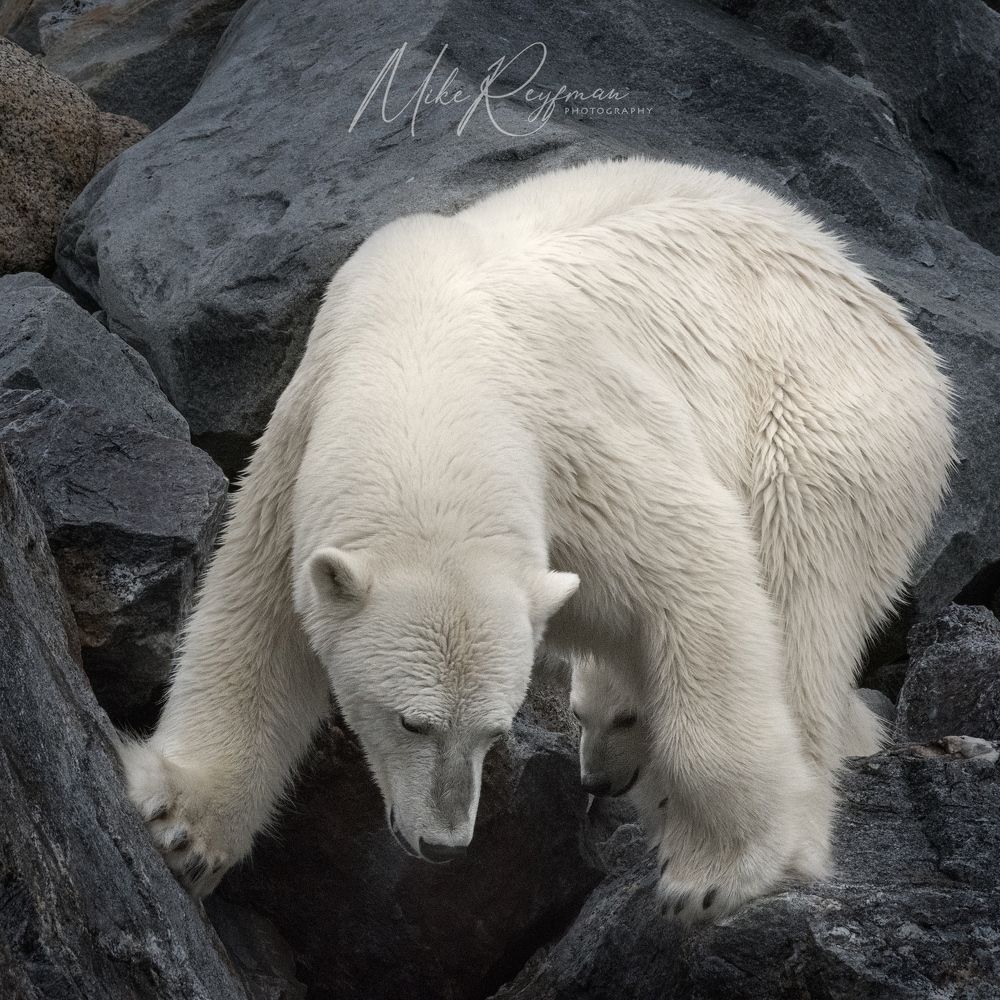 Svalbard-Spitsbergen. Summer in the Arctic Circle