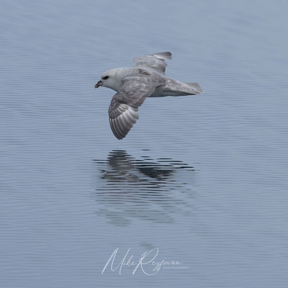 Svalbard-Spitsbergen. Summer in the Arctic Circle