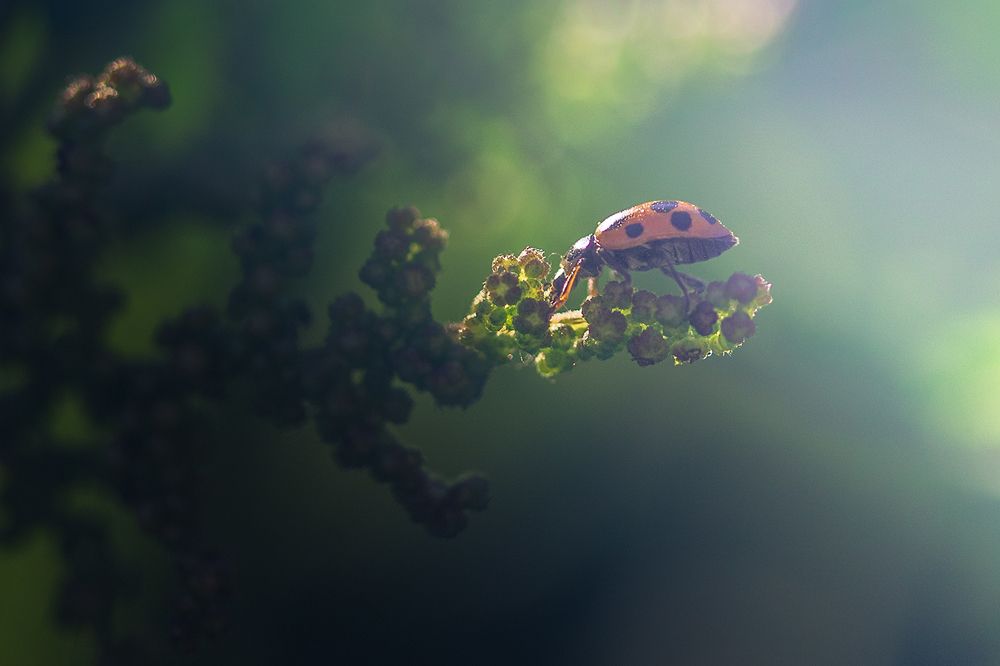Photo 2430086
