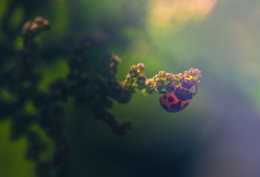 Photo 2430087