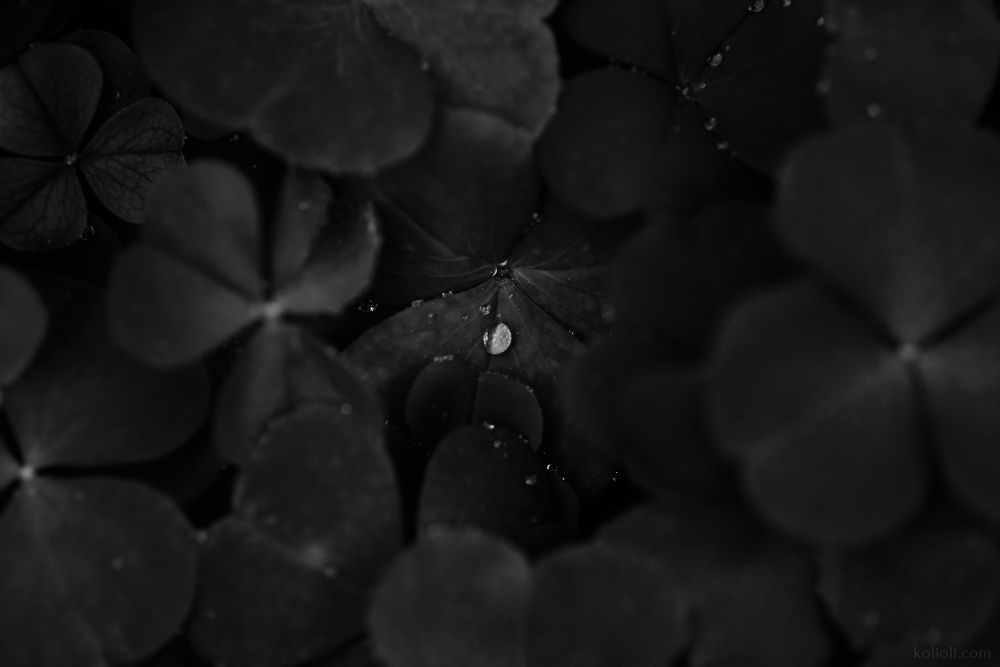 Чёрно-белые текстуры кислицы