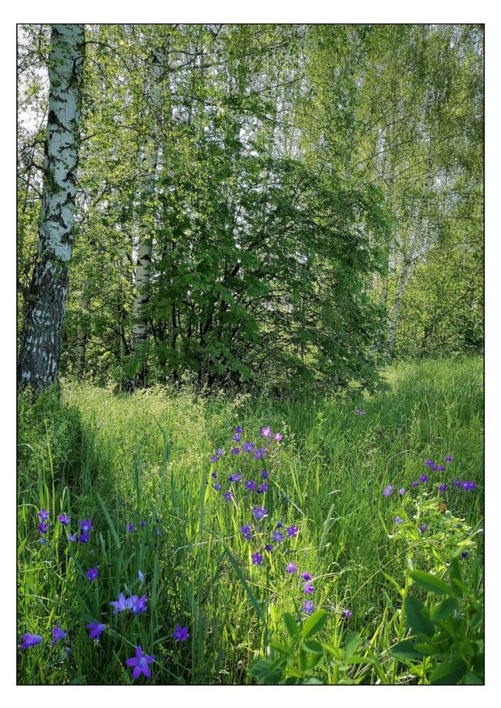 Кладовая солнца