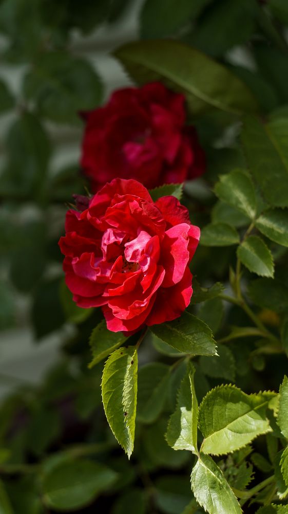 Photo 2433128