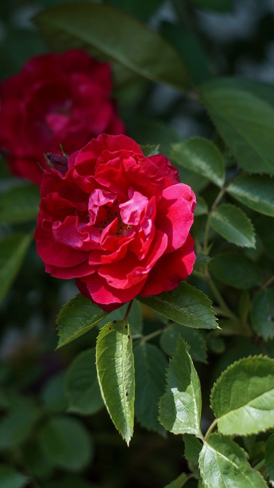 Photo 2433129