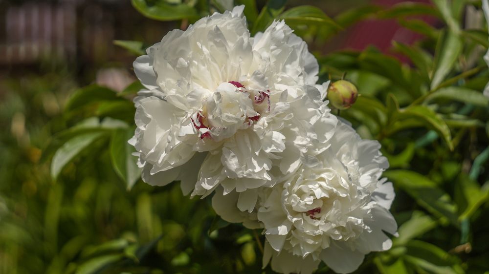 Photo 2433130