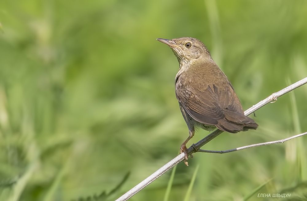 River warbler
