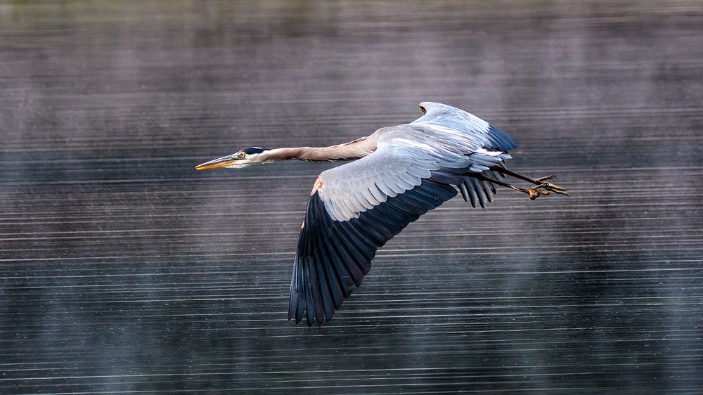 Photo 2433689