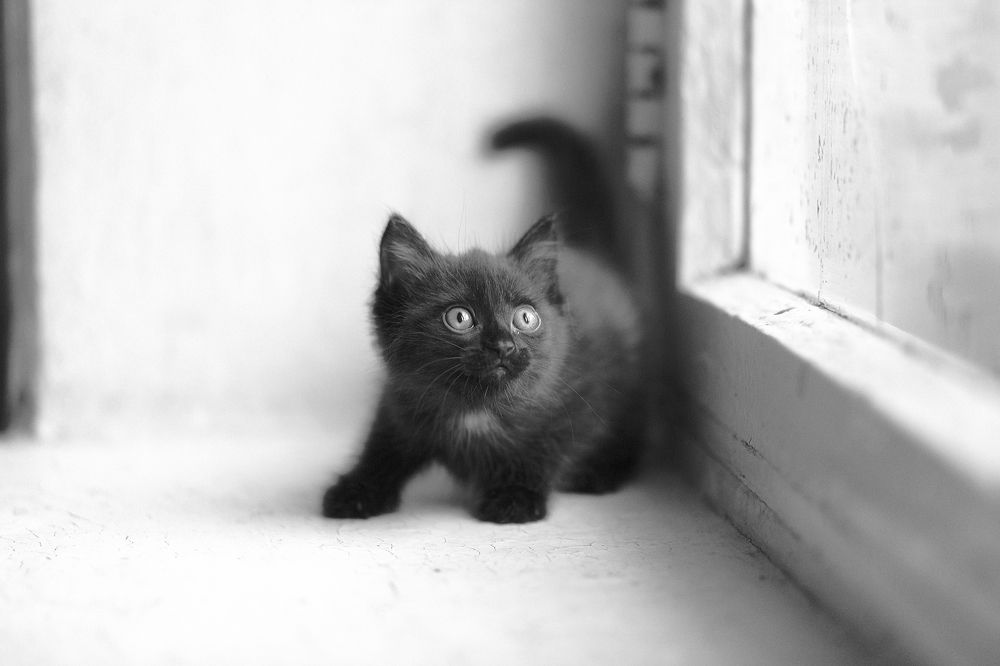 Бездомные Котята