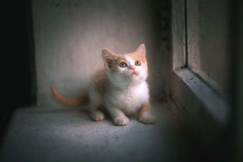 Бездомные Котята