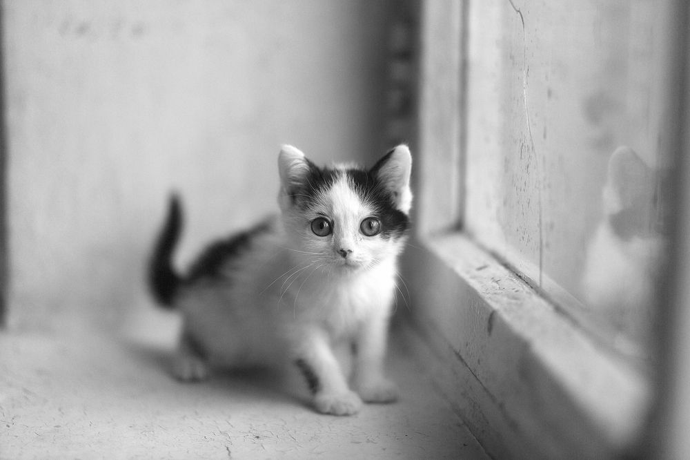 Бездомные Котята
