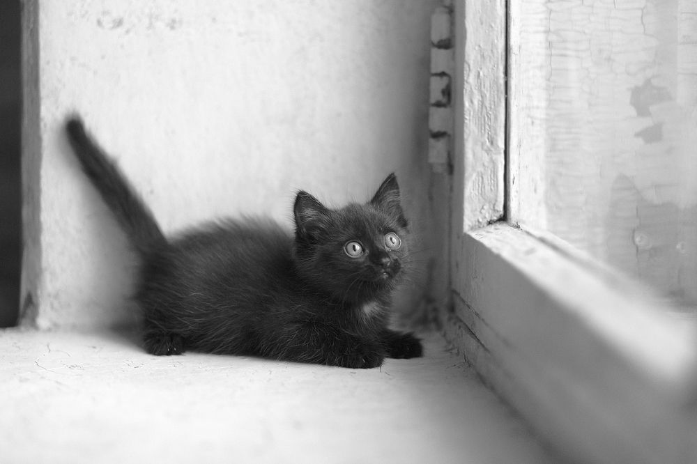 Бездомные Котята