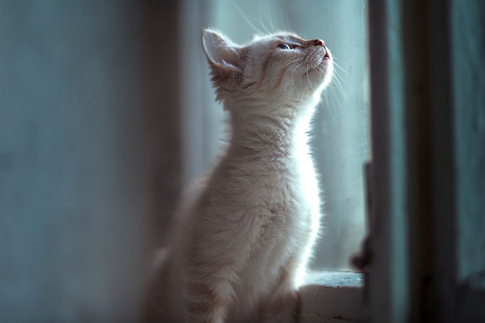 Бездомные Котята
